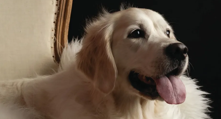 2025 Pet of the Year